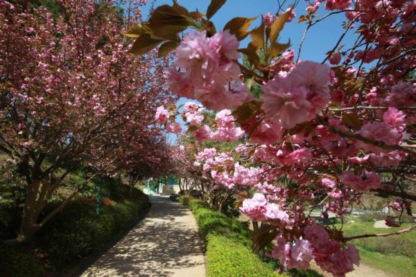 摄理月明洞_自然圣殿_文化馆步道的春天风景（2）
