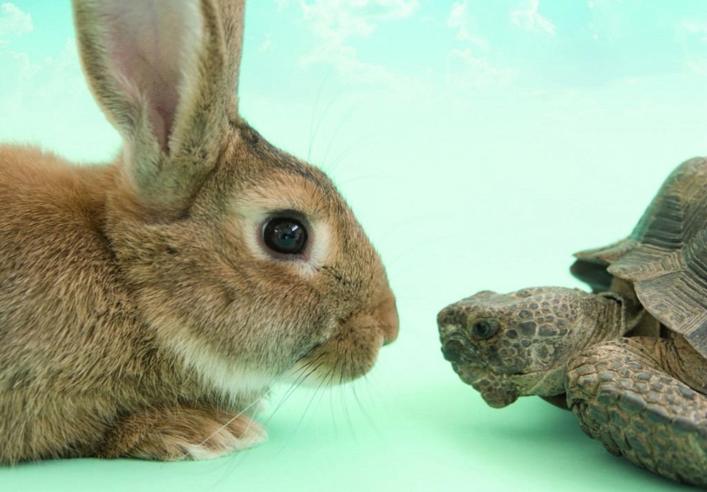 摄理新闻_乌龟与兔子对视