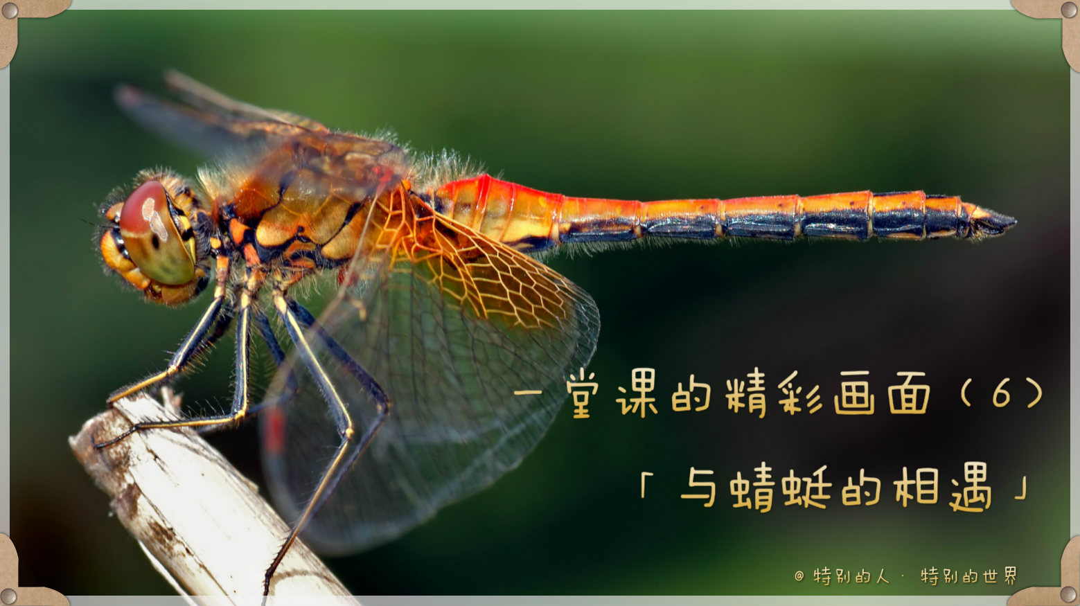 一堂课的精彩画面（6）—— 与蜻蜓的相遇
