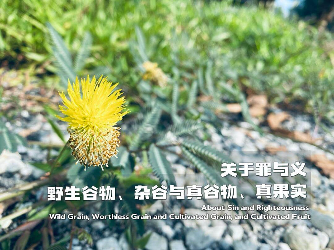 摄理主日话语_郑明析牧师_关于罪与义_野生谷物_杂谷与真谷物_真果实
